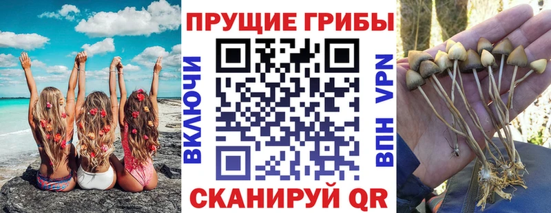 Галлюциногенные грибы Cubensis  Купить закладки  Новопавловск 